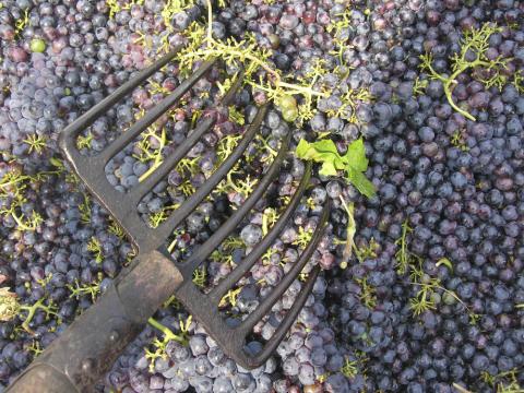 Bringing in sangiovese at Moroder